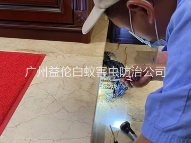 天河房屋白蚁诱杀工程
